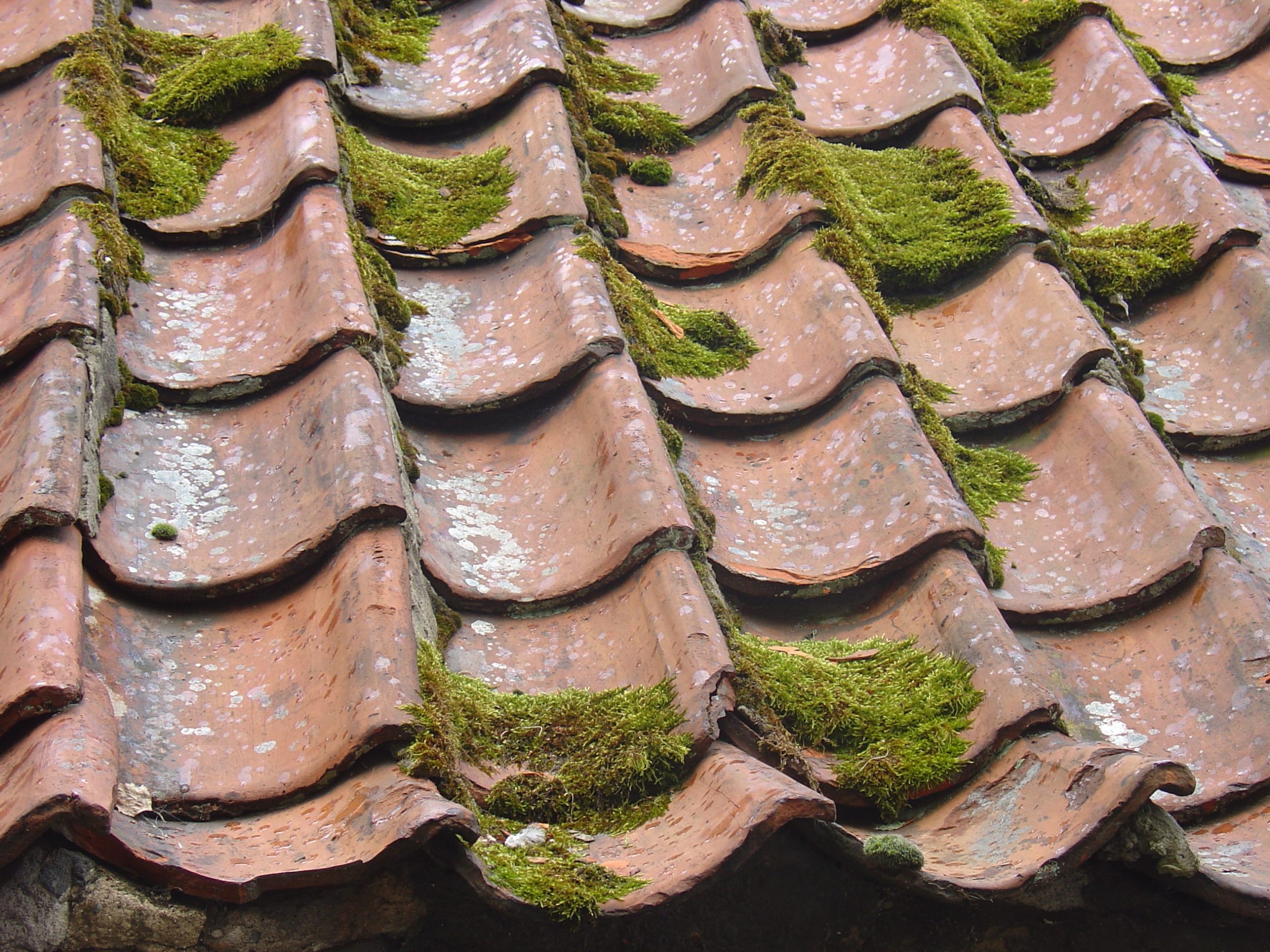 roof cleaning roof